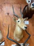 Beautiful African Puku Swamp Antelope shoulder mount