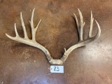 190 1/8 gross Panhandle Texas Mule Deer Antlers
