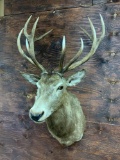 Red Stag shoulder mount