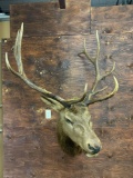 6 x 6 Elk shoulder mount