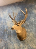 15 point Rocky Mountain Mule Deer shoulder mount