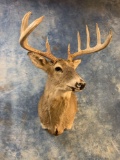 Wisconsin 10 point Whitetail Deer shoulder mount