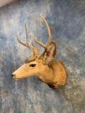 Fork Horn Mule Deer shoulder mount