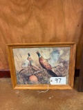 Pheasant Framed Print