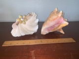 Pair of Shell Decorations