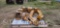 Misc. Motor Grader Parts