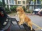 Flightbird Pet Ramp Dog Car Step Stairs, Supports 100 lb,Height Adjustable Frame Foldable $92 MSRP