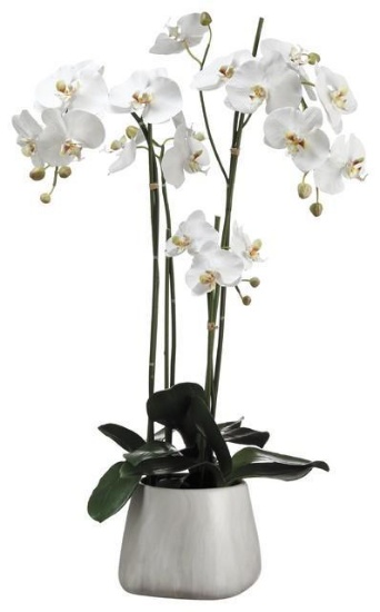 Orchid Floral Arrangement in Decorative Container