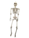 Human Skeleton