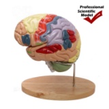 AltraTech Human Brain Model 2X Life Size Brain Study Model Color Coded Cerebral Cortex Nerve Model
