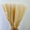 Feather Small Pampas Grass Bunch,Natural Dried Reed Plumes for Wedding Decor (Light Yellow)
