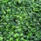 Artificial Boxwood Panels Topiary Hedge Plant