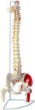 Wellden Classic Flexible Spine Model with Femur Heads and Painted Muscles, Flexible, Life Size