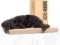 Barkbox Memory Foam Platform Dog Bed