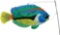 Premier Kites Swimming Fish - Peacock Wrasse