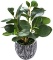AlphaAcc Mini Potted Artificial Plants Real Looking Plastic Fiddle Leaf Fig Plant