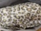 ZonLi Weighted Blanket