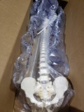 Flexible Chiropractic Spine Model, Life Size