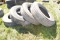 4- 11R22.5 Used truck tires