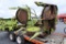 Claas RU450 corn head