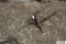 Bucket mount bale spear
