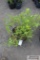 4- Gold flame spirea