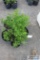 5- Snowmound spirea
