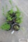 6- Snowmound spirea