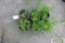 6- Snowmound spirea