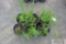 6- Snowmound spirea