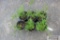 6- Snowmound spirea