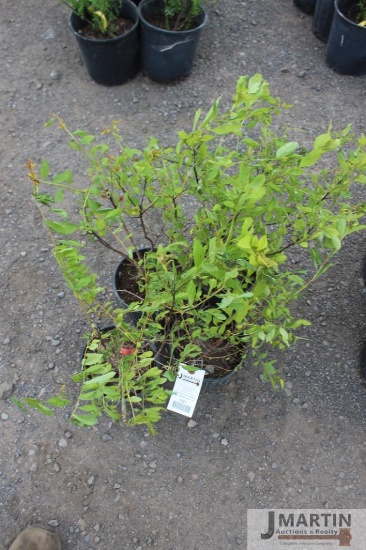 4- Gold flame spirea