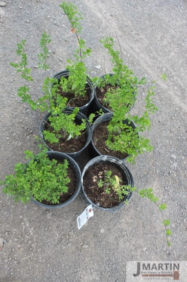 6- Snowmound spirea