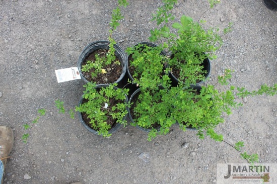 6- Snowmound spirea