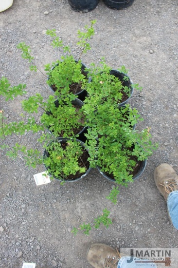 6- Snowmound spirea