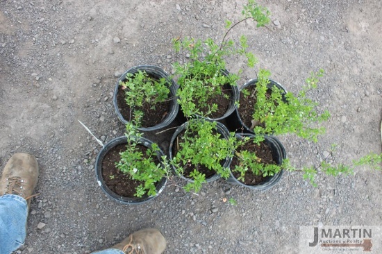 6- Snowmound spirea