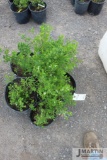 5- Snowmound spirea