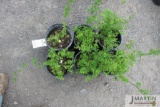 6- Snowmound spirea
