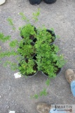 6- Snowmound spirea