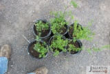 6- Snowmound spirea