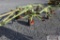 Claas Volto 75T 6 star tedder