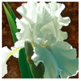 Solitary White Iris by Davis, Brian