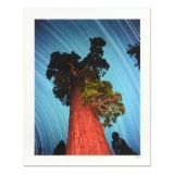 General Grant Giant Sequoia by Sheer, Robert