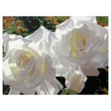 White Radiant Roses by Davis, Brian