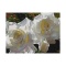 White Radiant Roses by Davis, Brian