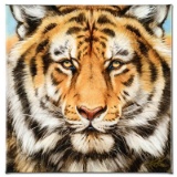 Terrific Tiger by Katon, Martin