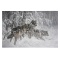 Edge of Winter - Gray Wolves by Fanning (1938-2014)