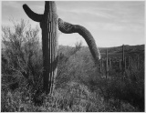 Adams - Cactus in Saguaro National Monument 3 in Arizona