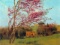 Godward - Landscape Blossoming Red Almond Study
