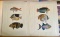 Fish Settings by Unknown Artist